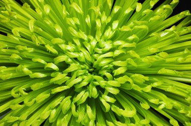 Yeşil çiçek arkaplanının makro fotoğrafı