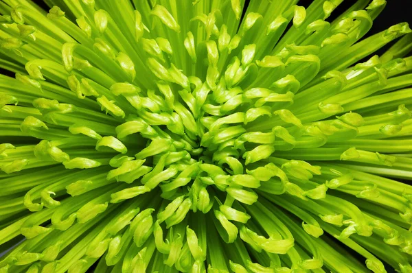 Μακροεντολή Φωτογραφία Του Πράσινου Λουλούδι Φόντο Της Φύσης — Φωτογραφία Αρχείου