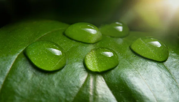 Macro Photo Green Leaf Water Drops Nature Background — Stock Photo, Image