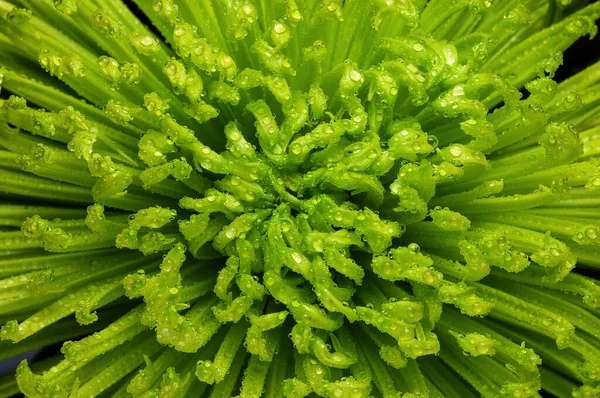 Μακροεντολή Φωτογραφία Του Πράσινου Λουλουδιού Νερό Σταγόνες Φόντο Της Φύσης — Φωτογραφία Αρχείου
