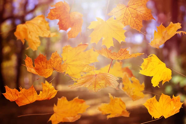 秋天落叶落在嫩绿的森林自然背景上 — 图库照片