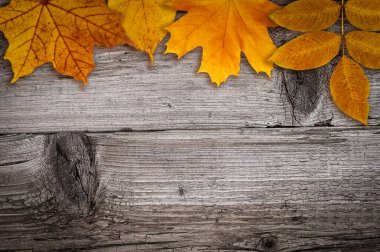 Eski ahşap arka planda parlak sarı sonbahar yaprakları