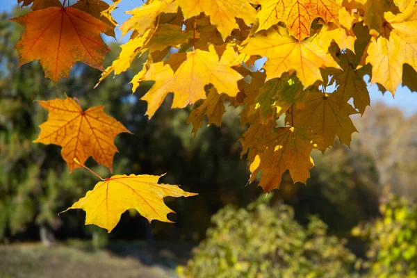 秋天落叶落在嫩绿的森林自然背景上 — 图库照片