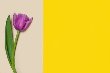 Geometrik renkli kağıt zemin üzerinde diferenet türünde laleler koleksiyonu. Resim 10 / 16