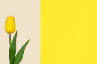 Geometrik renkli kağıt zemin üzerinde diferenet türünde laleler koleksiyonu. Resim 12 / 16