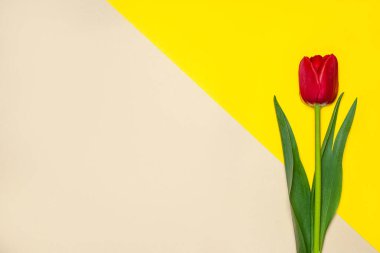 Geometrik renkli kağıt zemin üzerinde diferenet türünde laleler koleksiyonu. 16 resimden 1 'i