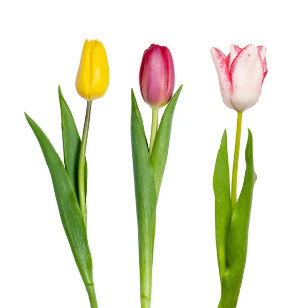 Tulipanes Aislados Sobre Fondo Blanco — Foto de Stock