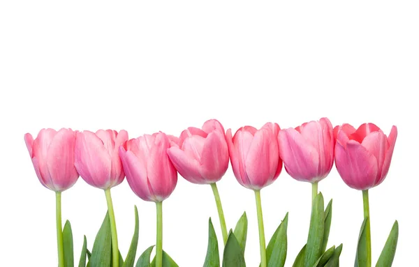 Tulipanes Aislados Sobre Fondo Blanco — Foto de Stock
