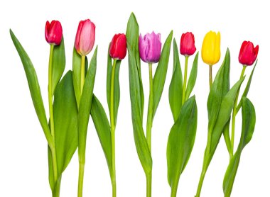 Beyaz arkaplanda izole laleler