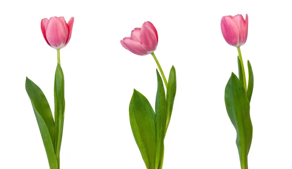 Tulipany Izolowane Białym Tle — Zdjęcie stockowe