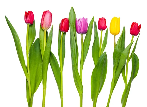 Beyaz arkaplanda izole laleler