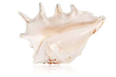 Beyaz arkaplanda yansıması olan egzotik tropikal kabuk