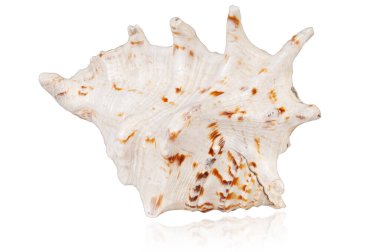 Beyaz arkaplanda yansıması olan egzotik tropikal kabuk