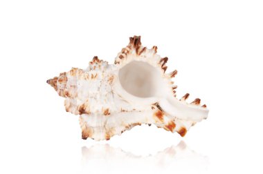 Beyaz arkaplanda yansıması olan egzotik tropikal kabuk