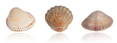 Beyaz zemin üzerinde yansıma ile izole edilmiş egzotik tropik kabuklar seti