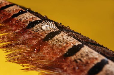 Sülün tüyüne su damlası. Sarı arkaplanda renkli bir sülün tüyü üzerine bir makro su damlası..