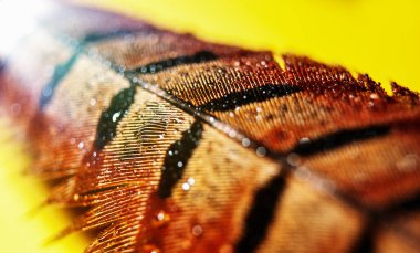 Sülün tüyüne su damlası. Sarı arkaplanda renkli bir sülün tüyü üzerine bir makro su damlası..