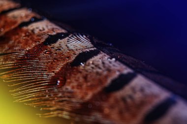 Sülün tüyüne su damlası. Renkli bir sülün tüyü üzerine renk arkaplanı üzerine bir makro su damlası..