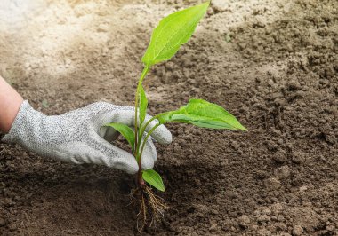 Toprağa filizlenen koruyucu eldivenler giyin.