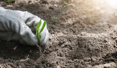 Toprağa filizlenen koruyucu eldivenler giyin.