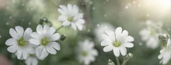Fundo Verão Com Flores Silvestres Brancas Sobre Fundo Borrado Raios — Fotografia de Stock