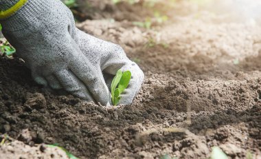 Toprağa filizlenen koruyucu eldivenli eller yakın plan.