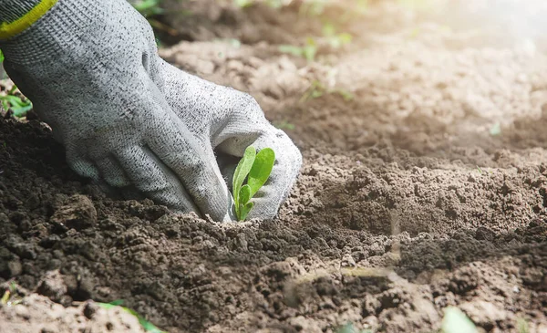 Toprağa filizlenen koruyucu eldivenli eller yakın plan.