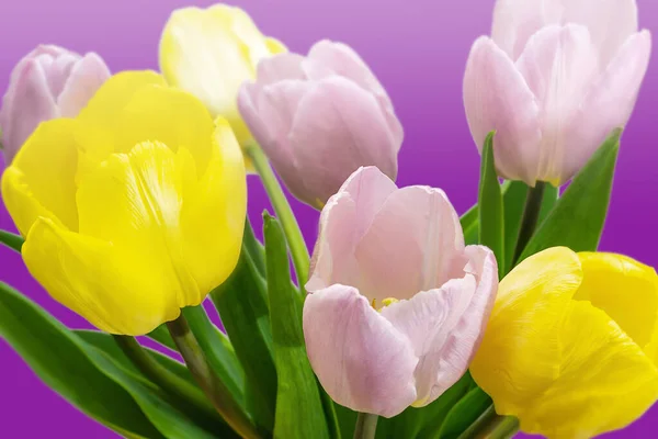 Ramo Tulipanes Sobre Fondo Azul Cerca — Foto de Stock