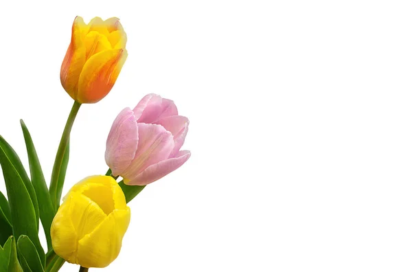 Ramo Tulipanes Aislados Sobre Fondo Blanco Cerca — Foto de Stock