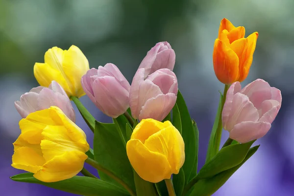 Ramo Tulipanes Sobre Fondo Borroso Color Cerca — Foto de Stock