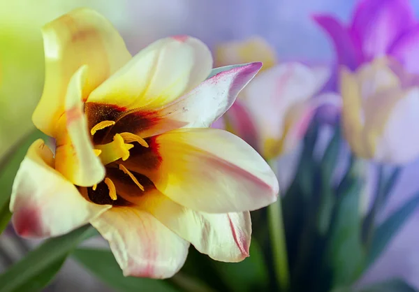 Ramo Tulipanes Sobre Fondo Borroso Color Cerca — Foto de Stock