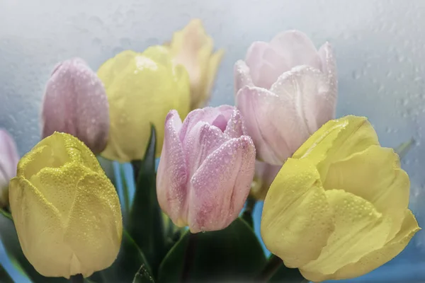 Ramo Tulipanes Sobre Fondo Borroso Color Cerca — Foto de Stock