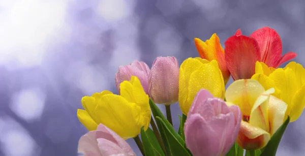 Bouquet Tulips Colored Blurred Background Close Φωτογραφία Αρχείου