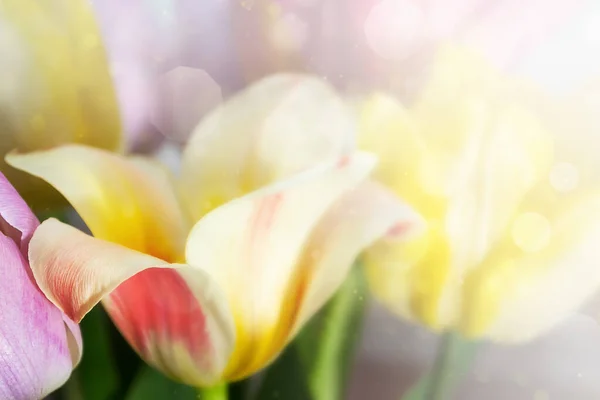 Ramo Tulipanes Sobre Fondo Borroso Color Cerca — Foto de Stock