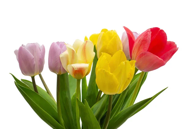 Bouquet Tulips Isolated White Background Close — Foto de Stock