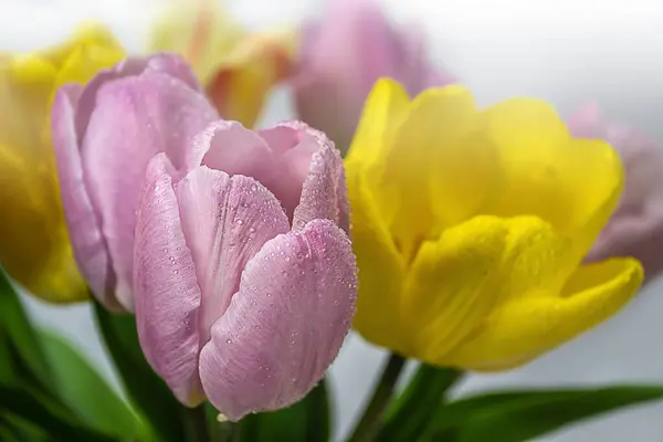 Bouquet Tulips Colored Blurred Background Close — Foto de Stock