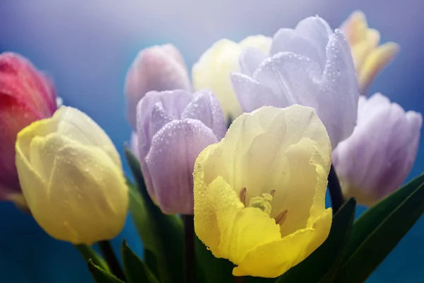 bouquet of tulips on a on a colored blurred background close up