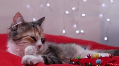 Evcil kedi yavrusu kırmızı yastık ışıkları altında uyur ve yalardı. 