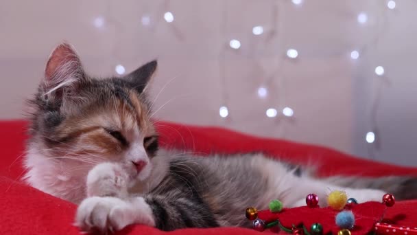 Domestic kitten licking and sleeping on red pillow Christmas lights background — Stock Video