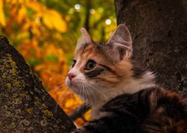 Ağaçtaki kedi yavrusu sonbahar sarısı yaprakların portresi