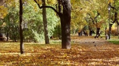 Güneşli sonbahar parkı Renkli ağaçlar ve güneş ışığı