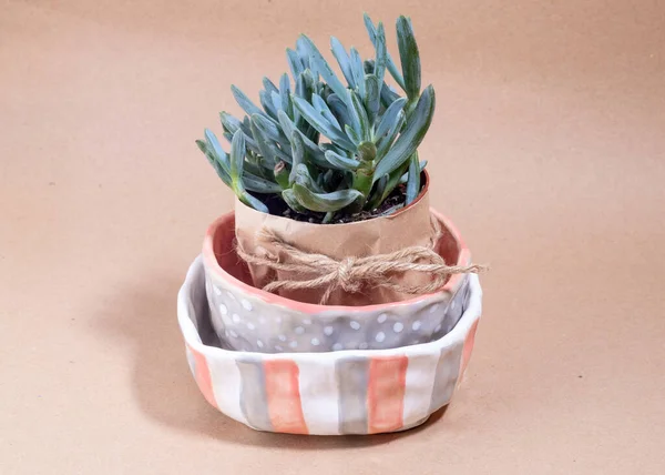 Stack Ceramic handmade bowl and plates and succulent plant — Stock Photo, Image