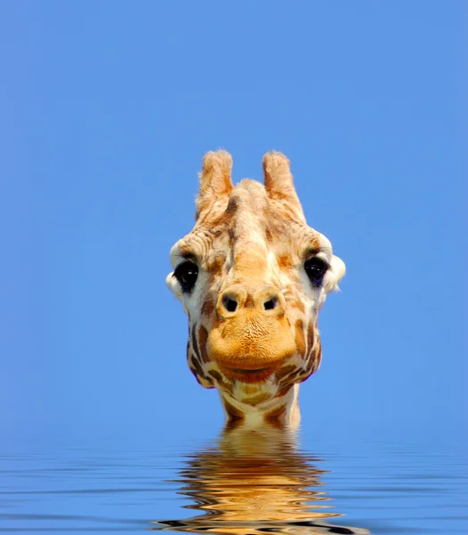 Kurioses Giraffenschwimmen — Stockfoto