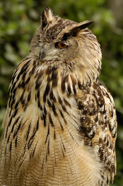 Eurasian eagle owl portrait — Stock Photo, Image