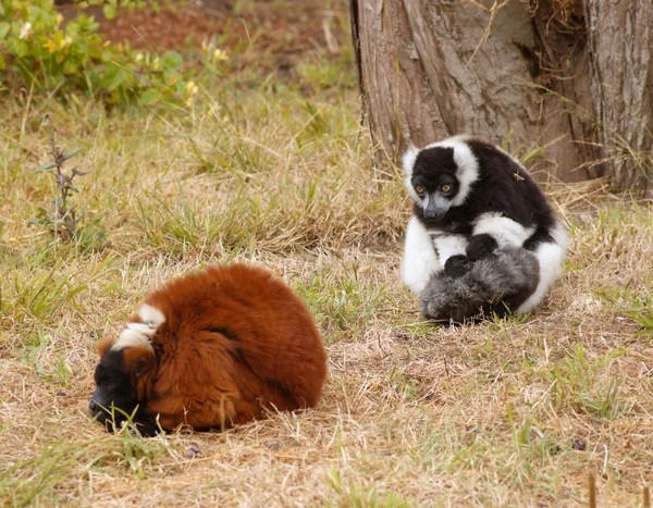 Lemurs on the grass — Stock Photo, Image