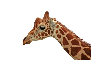 zürafa - beyaz üzerine üzüntü