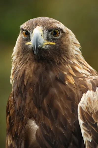 Retrato águila dorada — Foto de Stock