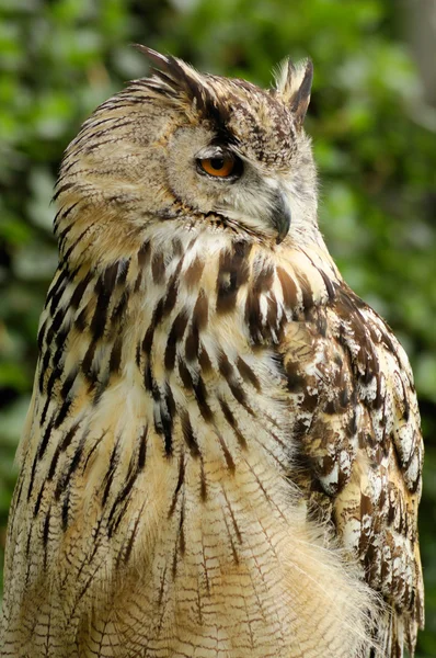 Eurasian eagle owl portrait — Stock Photo, Image