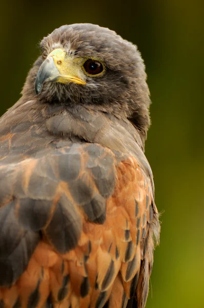 Harris hawk porträtt — Stockfoto