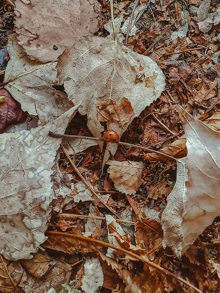 Autumn 2020 Ladybug Fallen Leaves — Stock Photo, Image